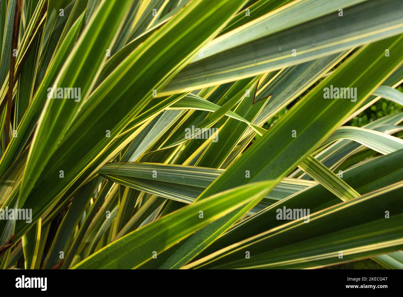 Fogliame denso di New Zealand Flax Foto Stock