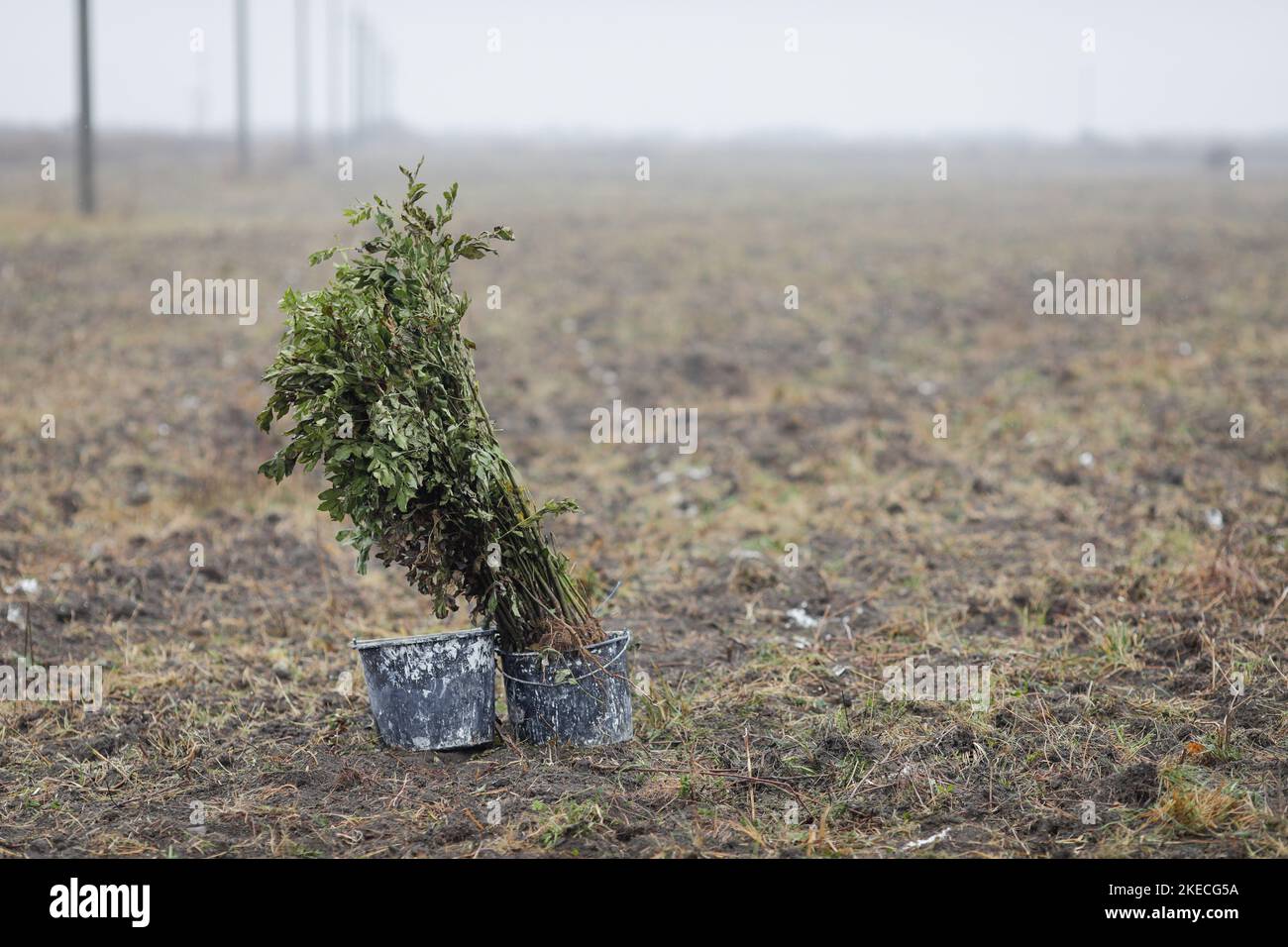 Profondità di campo bassa (fuoco selettivo) dettagli con un albero che si semina durante un albero autunnale piantando in una giornata fredda e piovosa di novembre. Foto Stock