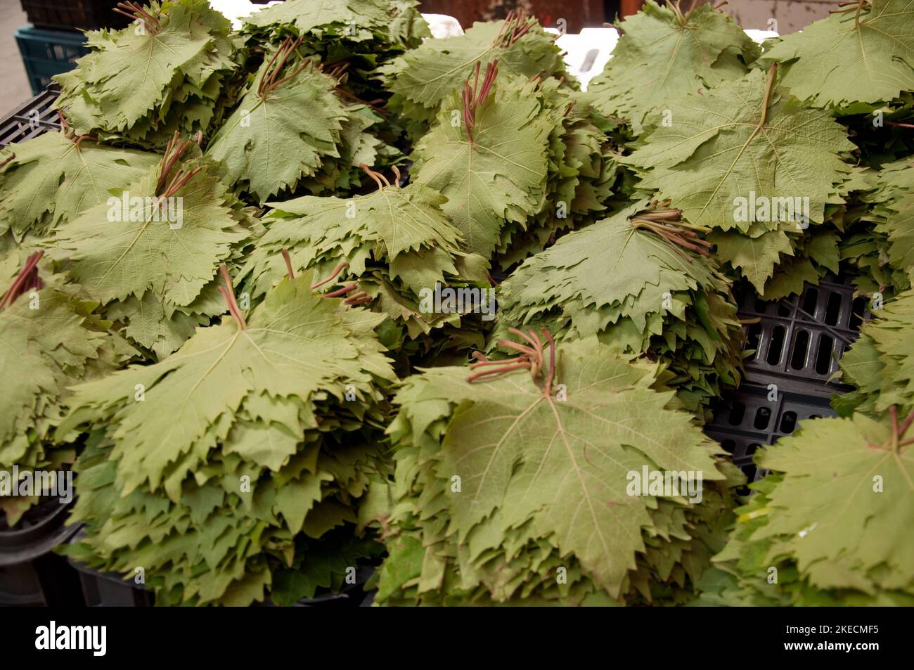 Foglie di vite, cibo Stall, Souk Tripoli, Tripoli, Libano Foto Stock