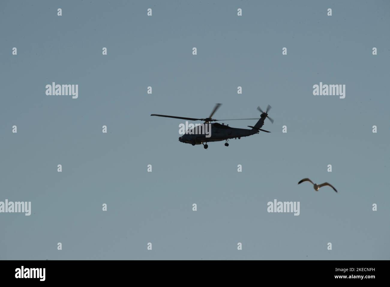 Seagull e una Marina degli Stati Uniti MH-60 in volo nel cielo a ovest di Coronado, California Foto Stock