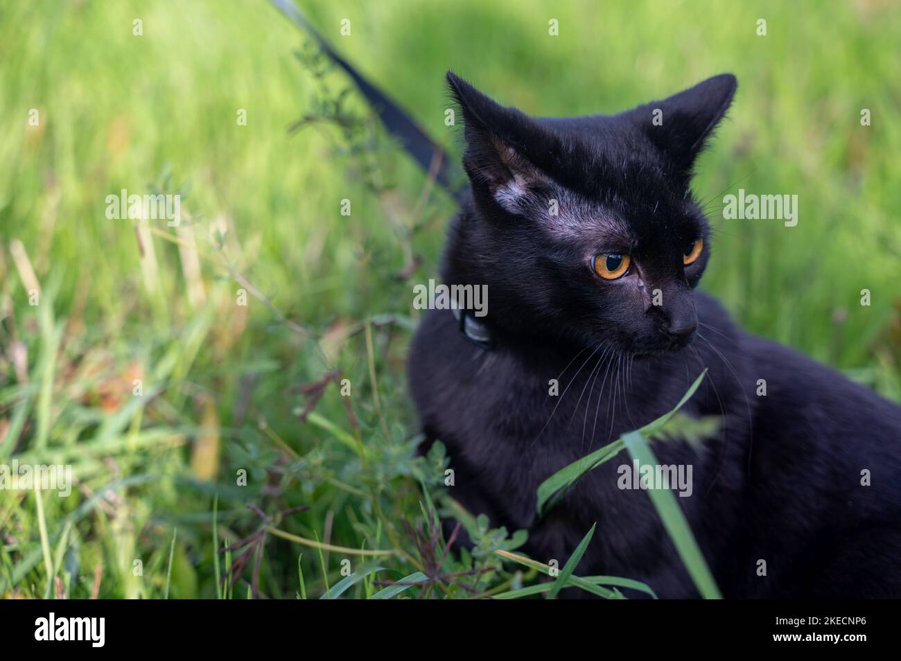 Gatto nero su un guinzaglio siede nell'erba verde su un prato Foto Stock