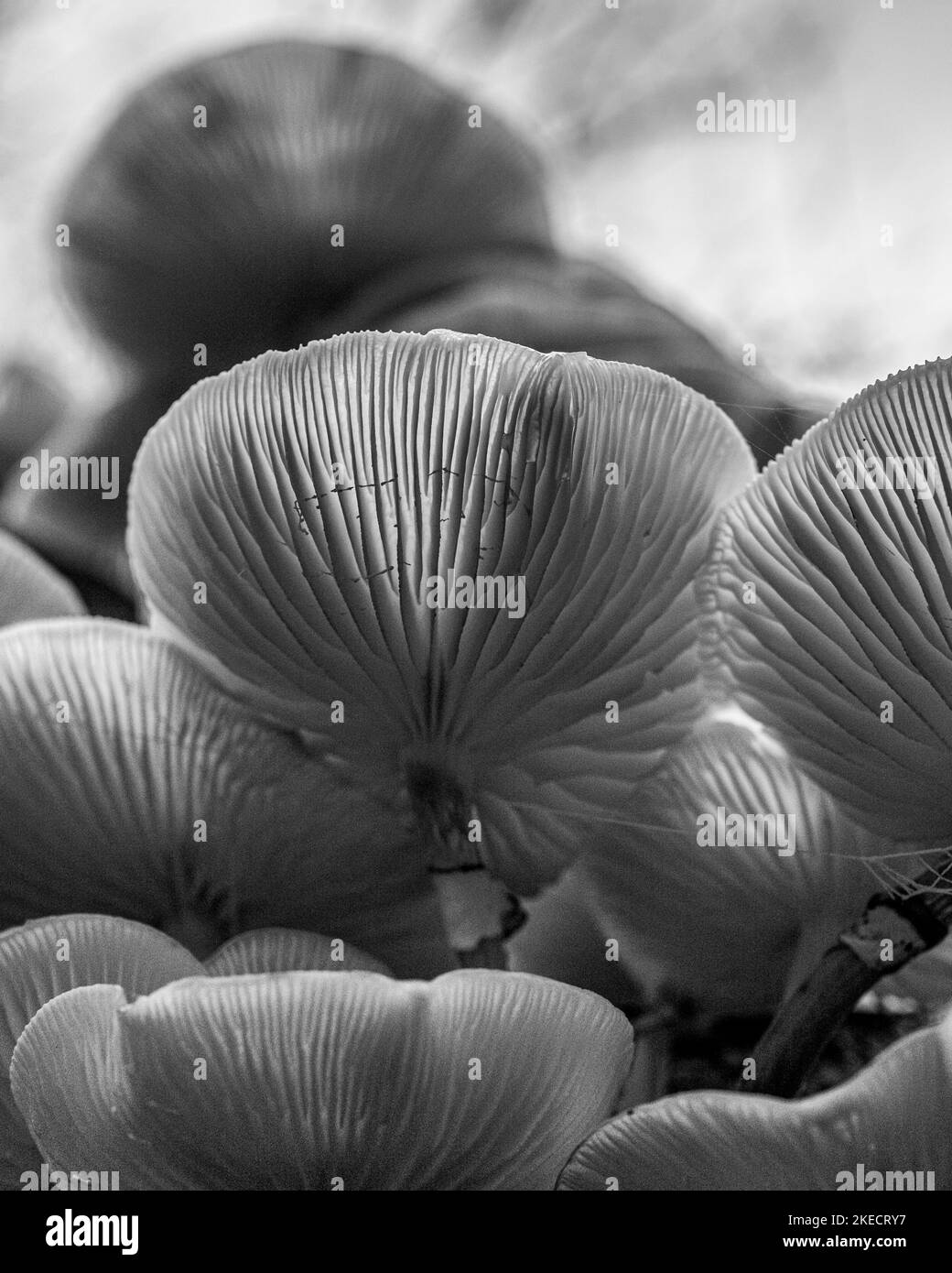 Funghi forestali, doppia esposizione Foto Stock