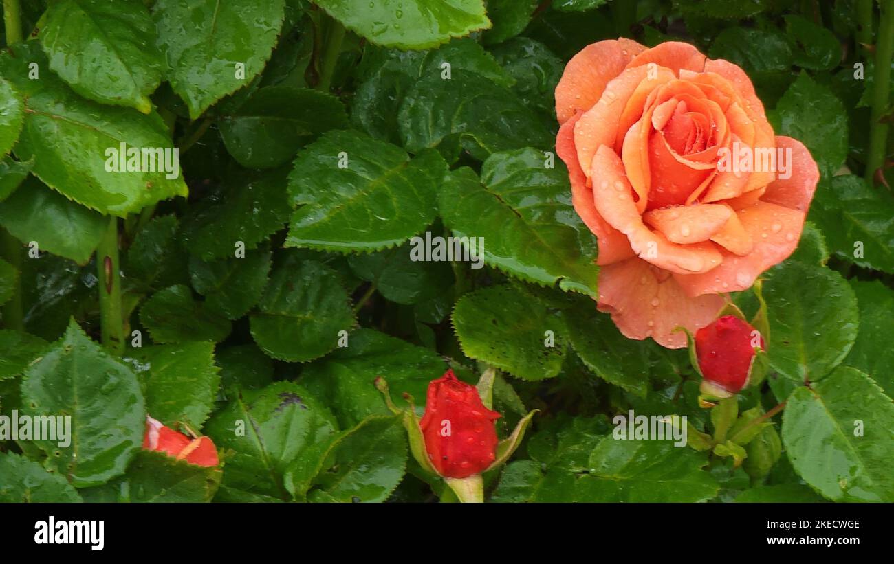Un primo piano di un fiore rosa 'Louis de Funes' e foglie con gocce di rugiada Foto Stock