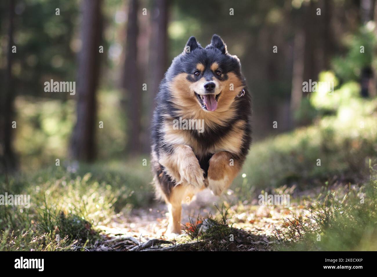 Esecuzione finlandese Lapphund Foto Stock