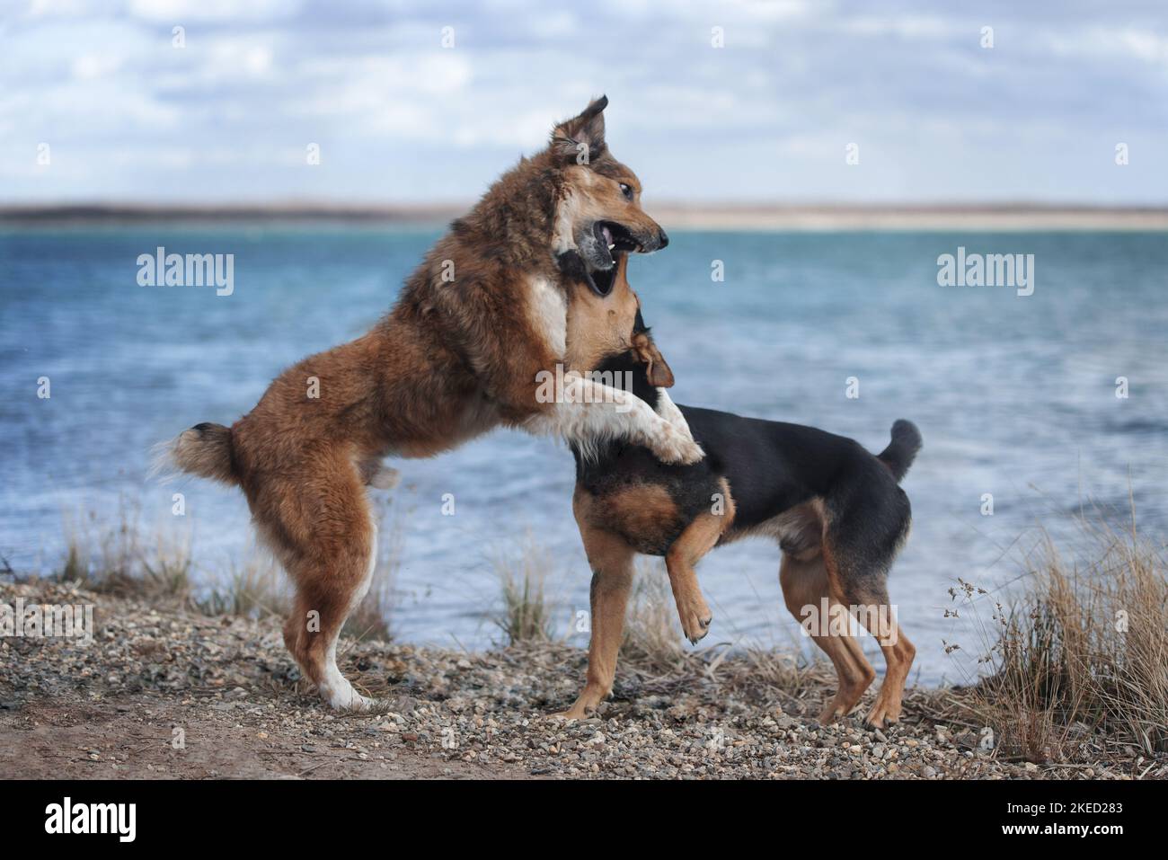 suonare da cani Foto Stock