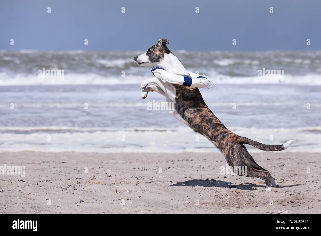 Esecuzione di Whippet-Border-Collie Foto Stock
