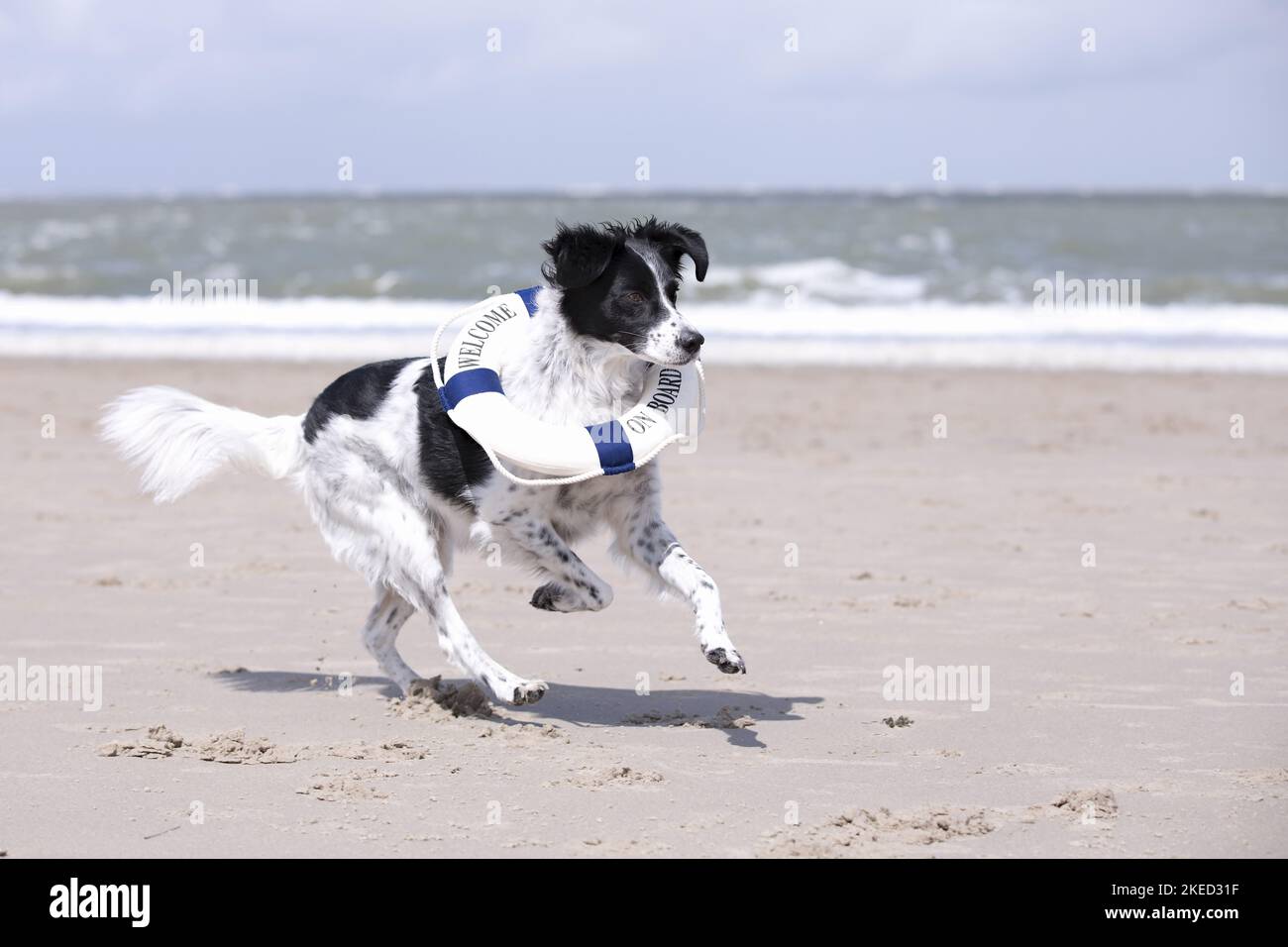 Corsa Small-Munsterlander-Epagneul-Breton-Mongrel Foto Stock