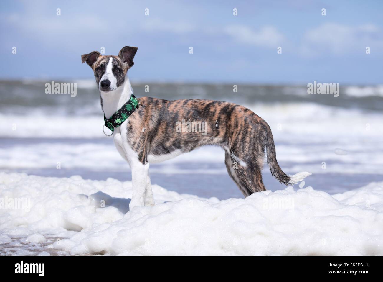 Whippet-Border-Collie in piedi Foto Stock