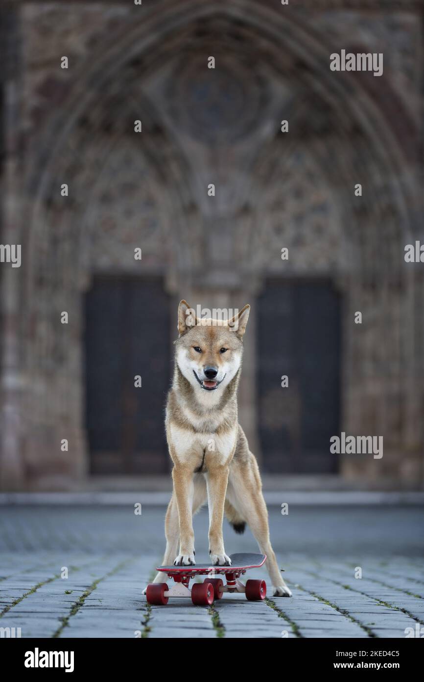 Shikoku Inu con Skateboard Foto Stock
