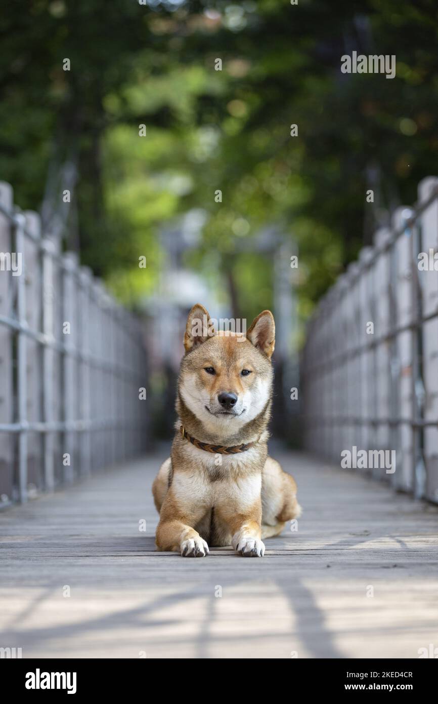Sdraiato Shikoku Inu Foto Stock
