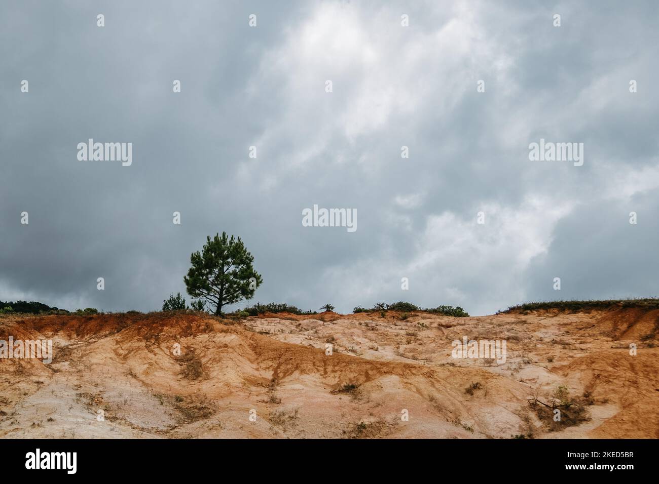 Un pino a foglia lunga in un paesaggio deserito contro il cielo blu Foto Stock