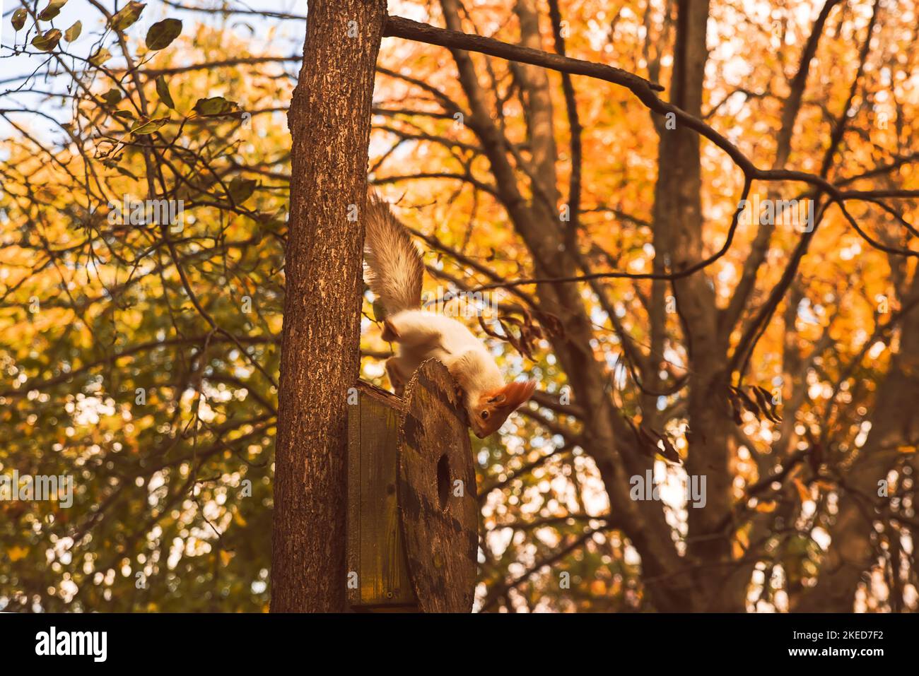 Curioso scoiattolo rosso che sbirciava dietro il tronco dell'albero Foto Stock