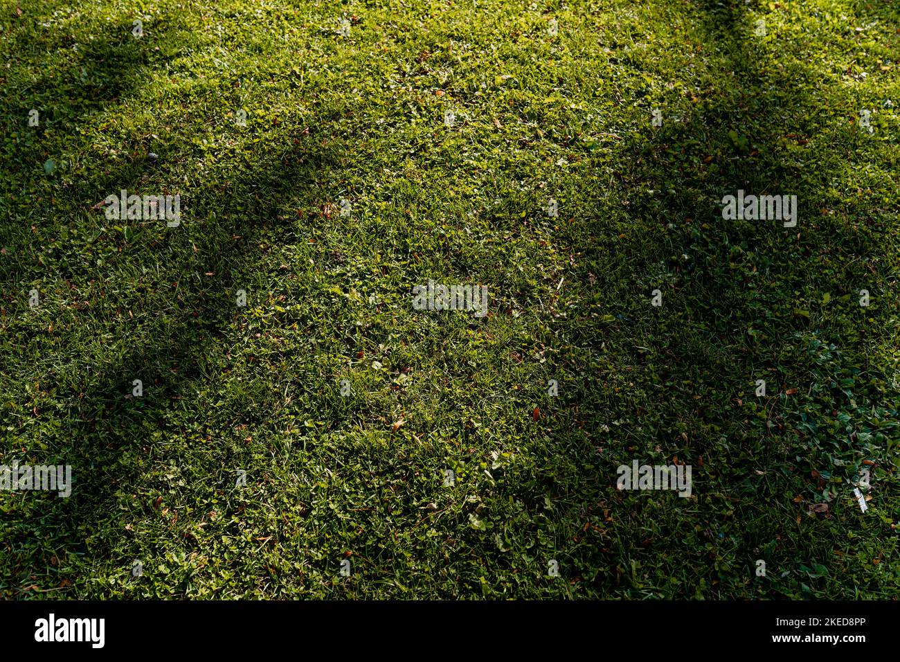 Verde prato tagliato in modo uniforme. Erba vicino alla casa o nel parco. La consistenza del prato tagliato. Verde erba, sfondo desktop. Foto Stock