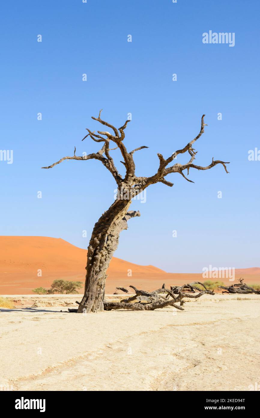 Dead Acacia albero e dune di sabbia gigante a Dead Vlei, vicino a Sossusvlei, nel Namib-Nuakluft Park, Namib Desert, Namibia Foto Stock