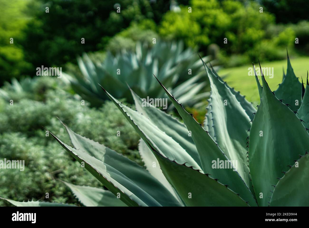 Agave paesaggio Foto Stock