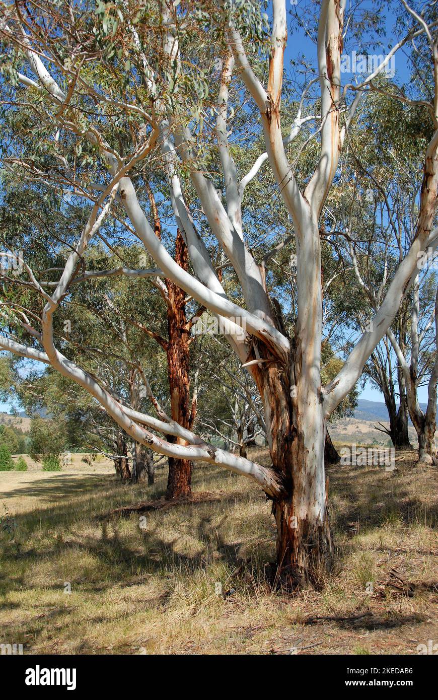 Jindabyne, nuovo Galles del Sud, Australia: Alberi vicino al lago Jindabyne. Jindabyne è una destinazione turistica vicino alle Snowy Mountains. Foto Stock