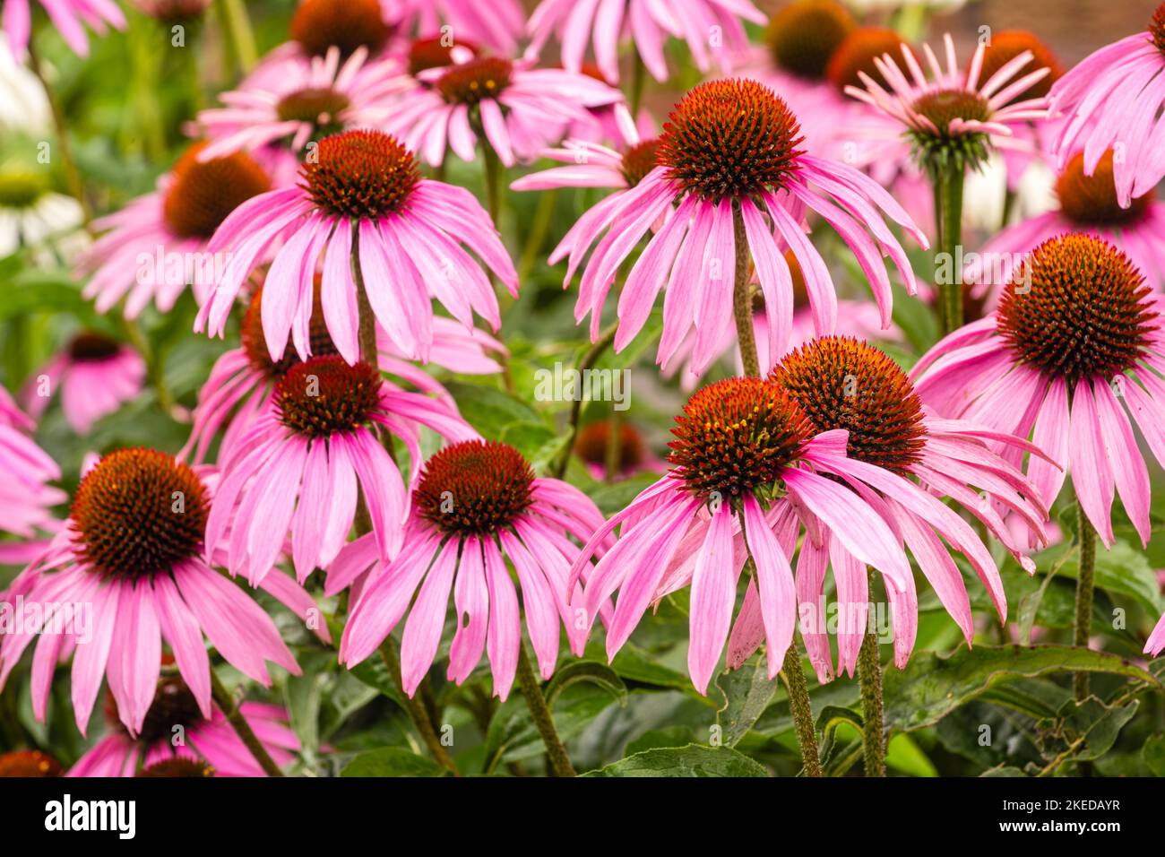 Purea Coneflower (Echinacea purpurea), Greater Sudbury, Ontario, Canada Foto Stock