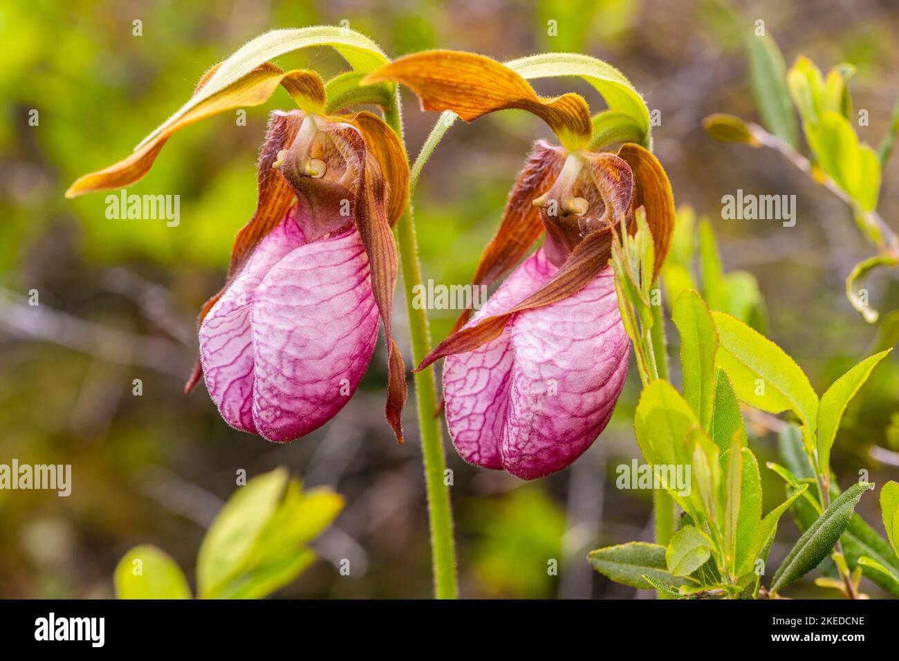 Fiore rosa ladyslipper orchidea (Cypripedum acaule) , Killarney Provincial Park, Killarney, Ontario, Canada Foto Stock