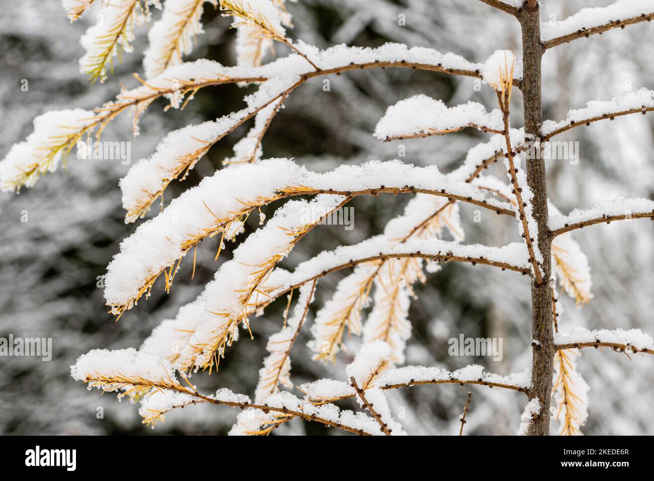 Larch orientale (Larix laricina) neve fresca nel tardo autunno, Greater Sudbury, Ontario, Canada Foto Stock
