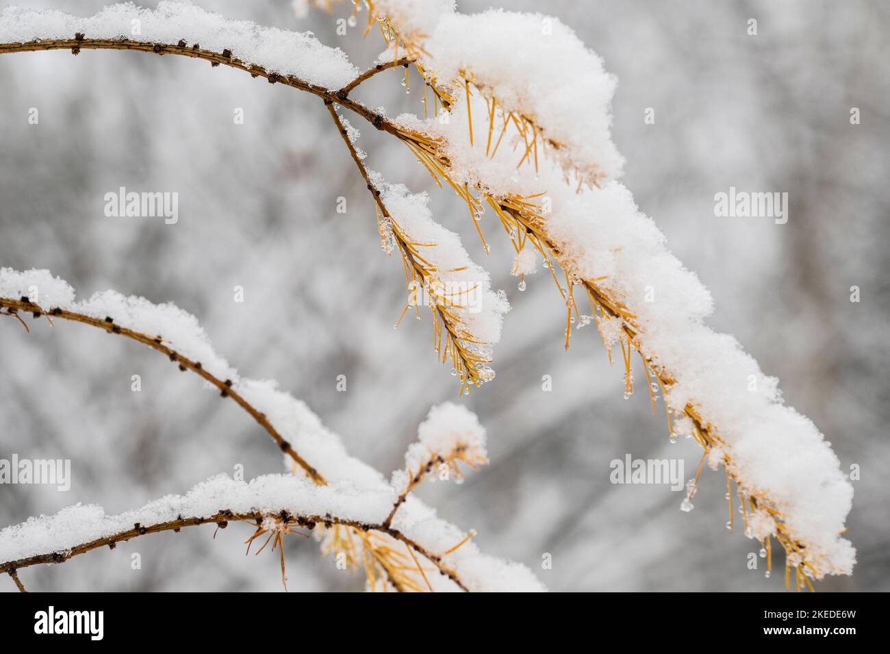 Larch orientale (Larix laricina) neve fresca nel tardo autunno, Greater Sudbury, Ontario, Canada Foto Stock