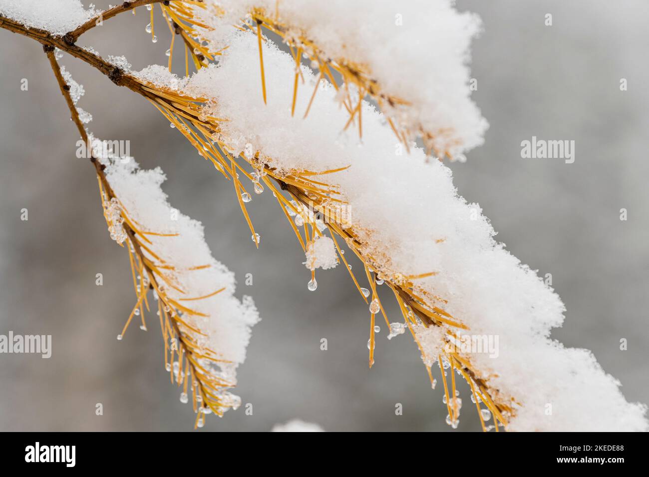 Larch orientale (Larix laricina) neve fresca nel tardo autunno, Greater Sudbury, Ontario, Canada Foto Stock