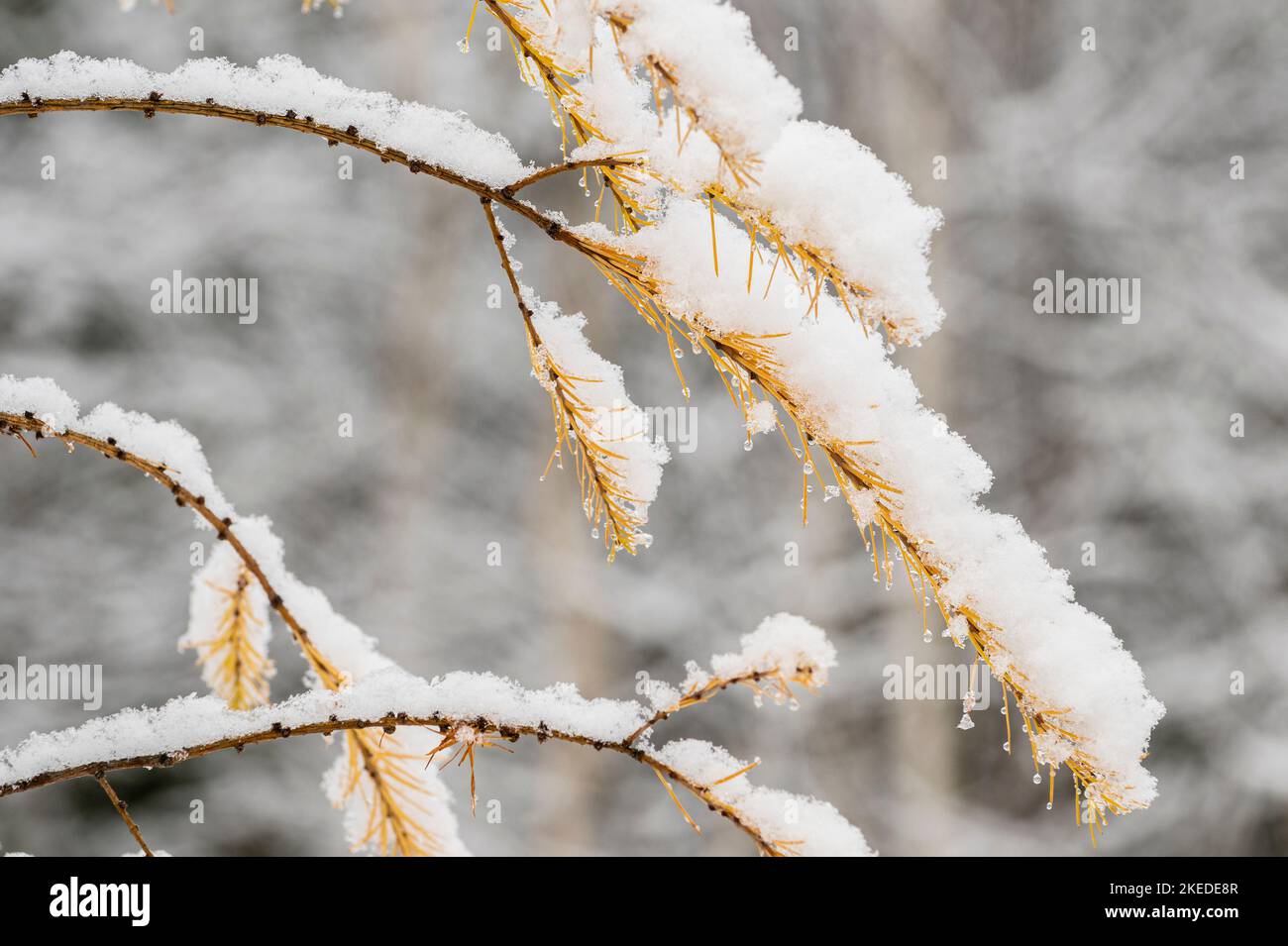 Larch orientale (Larix laricina) neve fresca nel tardo autunno, Greater Sudbury, Ontario, Canada Foto Stock
