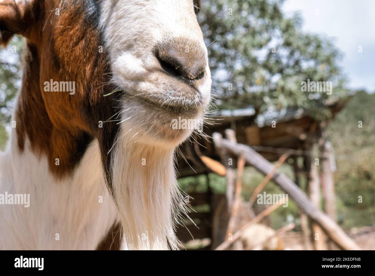Primo piano di una barba di capra nigeriana (Capra aegagrus hircus) su sfondo naturale sfocato Foto Stock