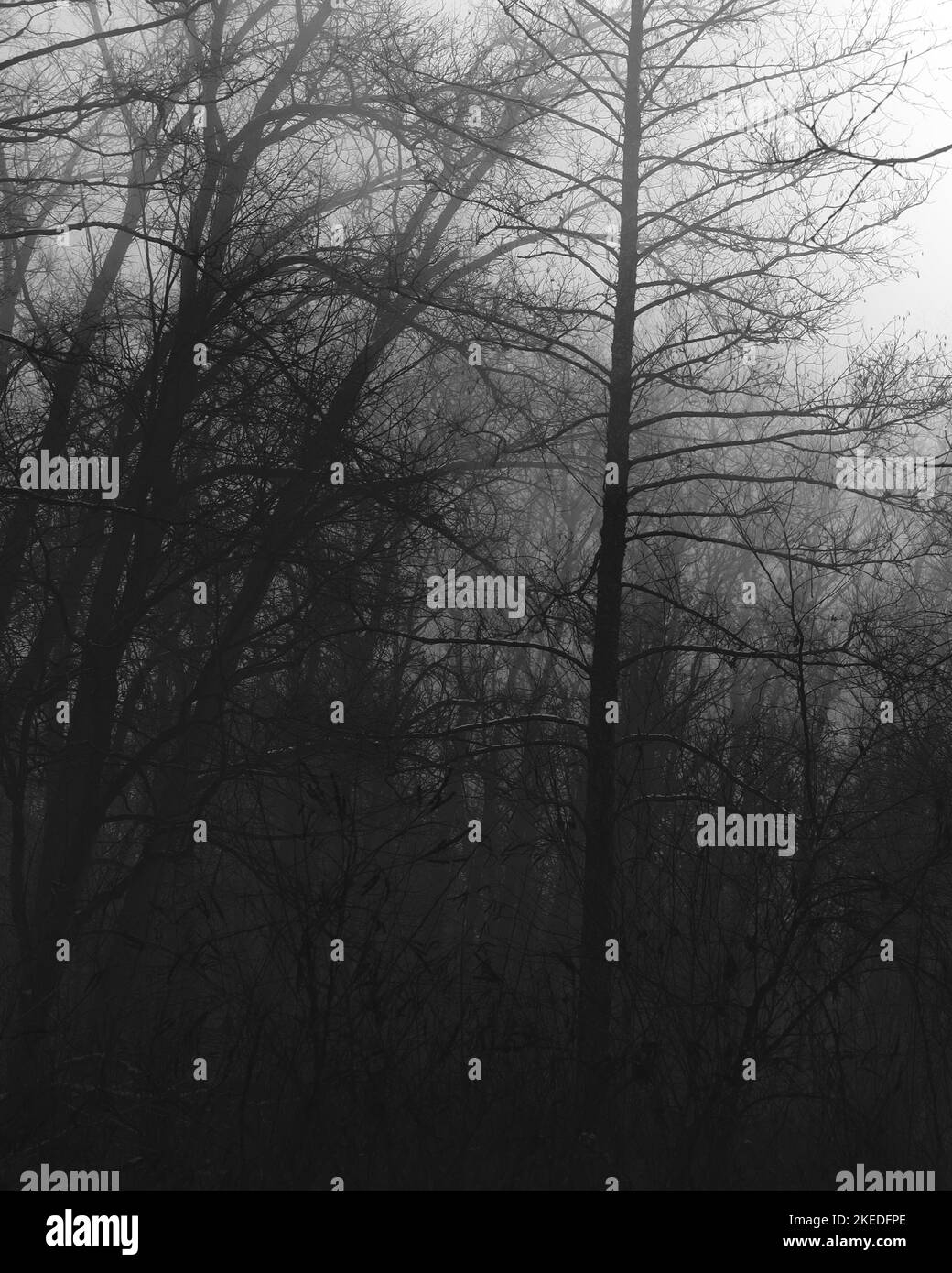 Atmosfera di foresta fosco scuro, boschi cupi, atmosfera di foresta di metallo nero Foto Stock