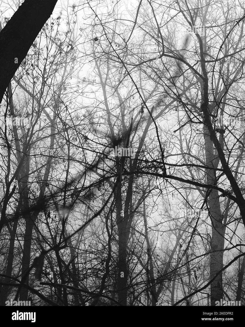 Atmosfera di foresta fosco scuro, boschi cupi, atmosfera di foresta di metallo nero Foto Stock