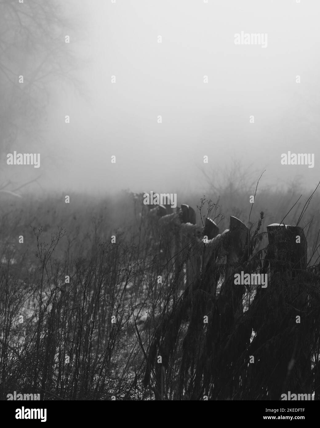 Atmosfera di foresta fosco scuro, boschi cupi, atmosfera di foresta di metallo nero Foto Stock