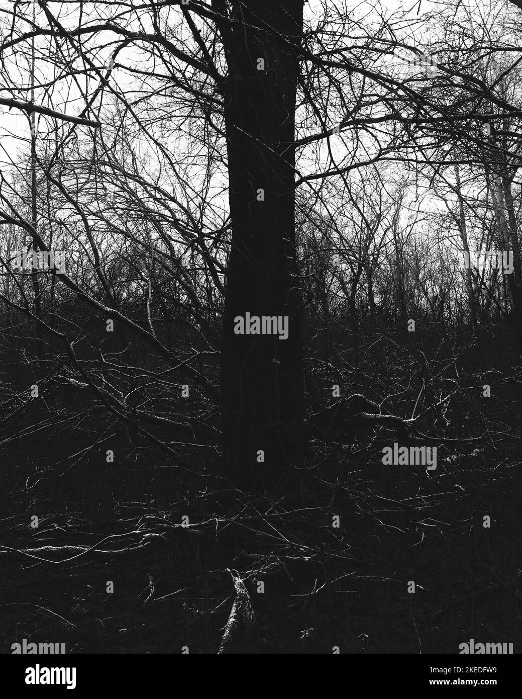 Atmosfera di foresta fosco scuro, boschi cupi, atmosfera di foresta di metallo nero Foto Stock