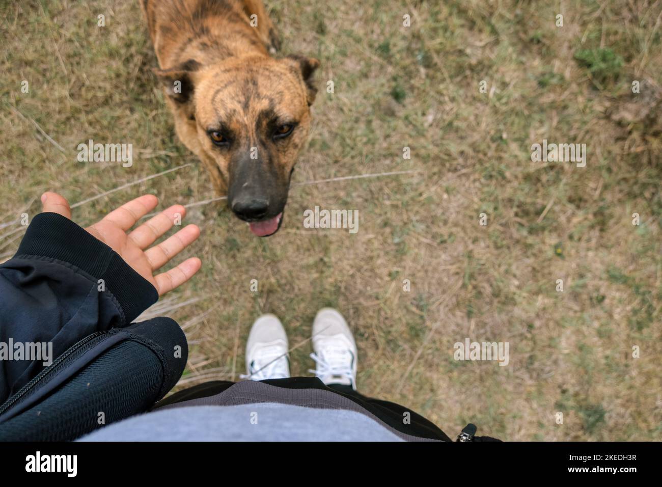 Un proprietario che raggiunge un cane corso (Canis lupus familiarizzare) fuori Foto Stock