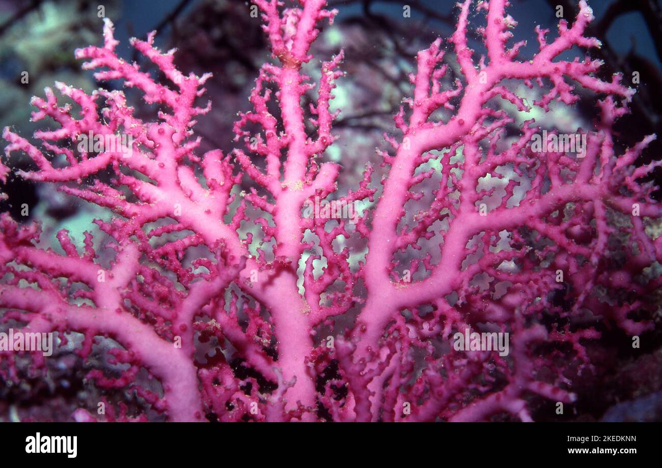 Rosa Corallo sott'acqua alle Hawaii Foto Stock
