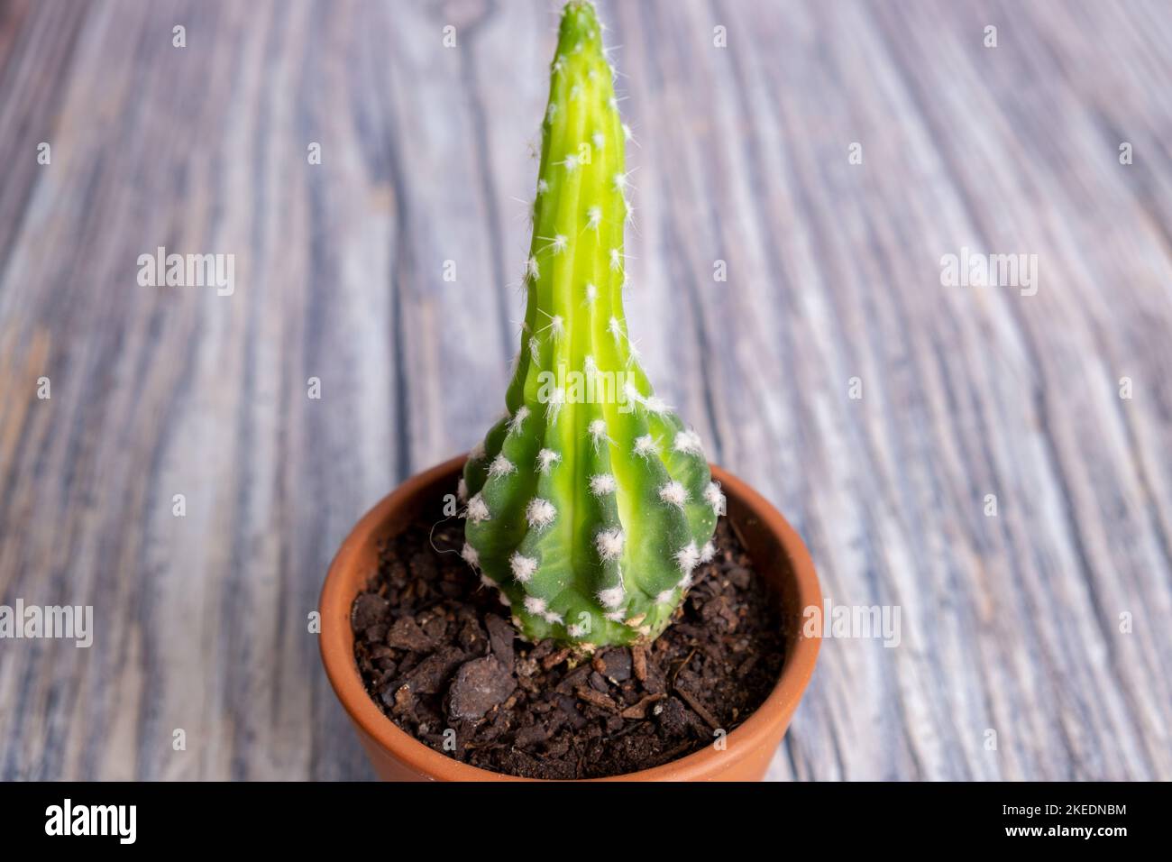 Cactus in vaso isolato su legno Foto Stock