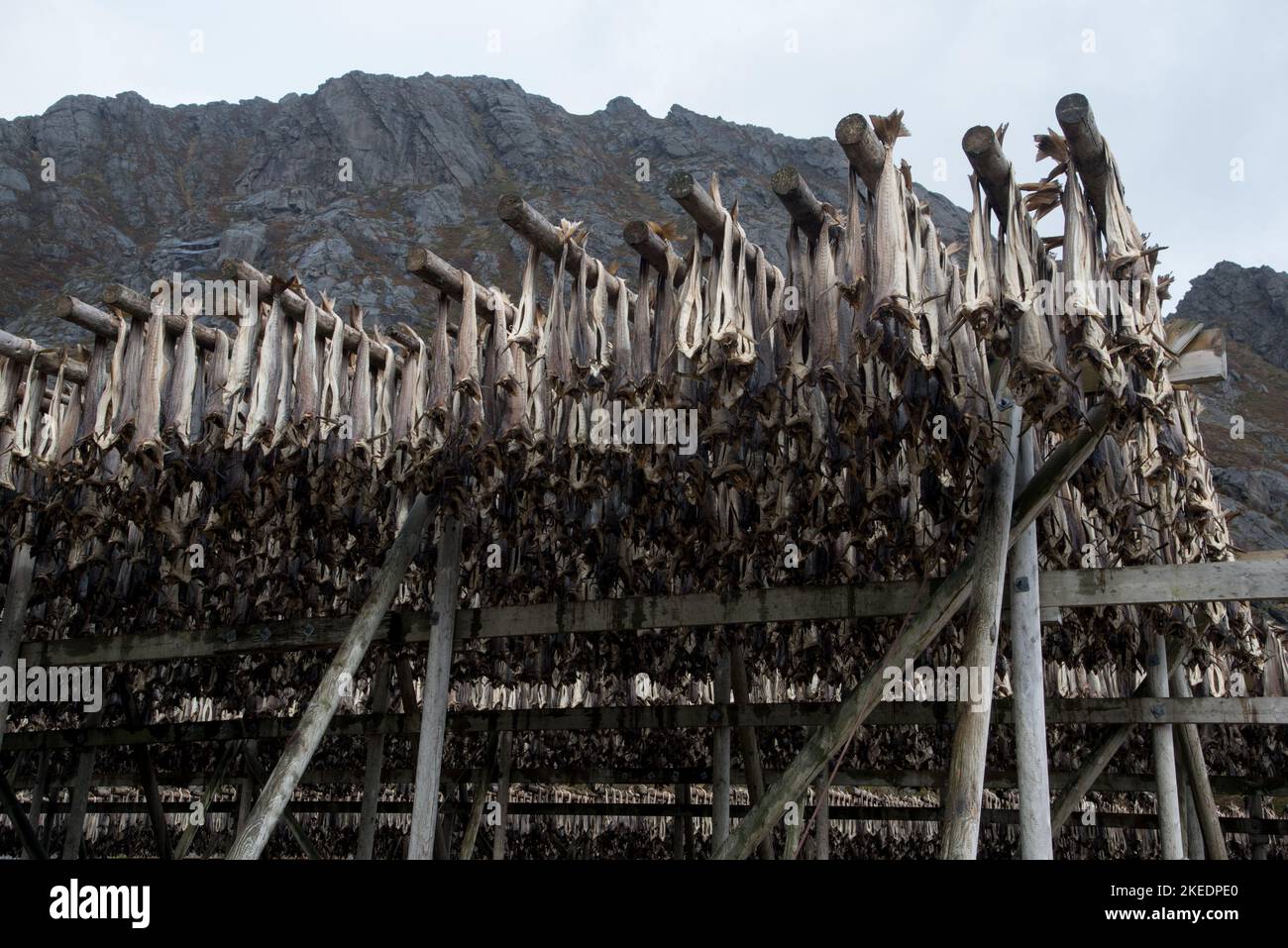 Lo stoccafisso appeso a Sund, un piccolo e pittoresco villige di pesca nell'arcipelago delle Lofoten, nella contea di Nordland, in Norvegia. Foto Stock