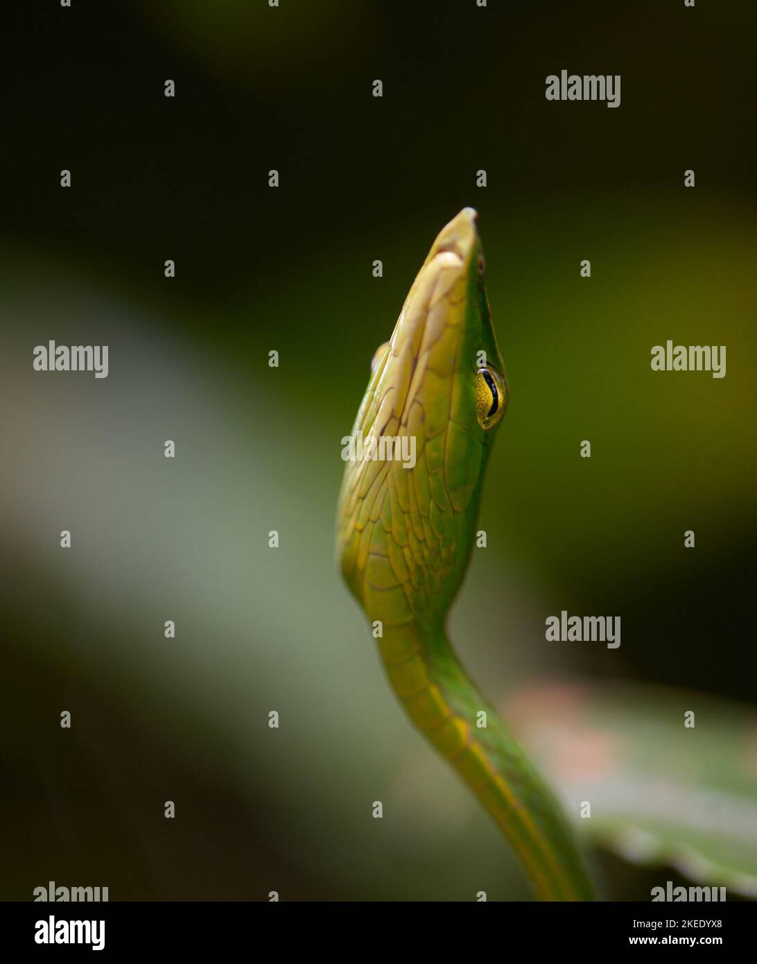 Vite verde serpente Foto Stock