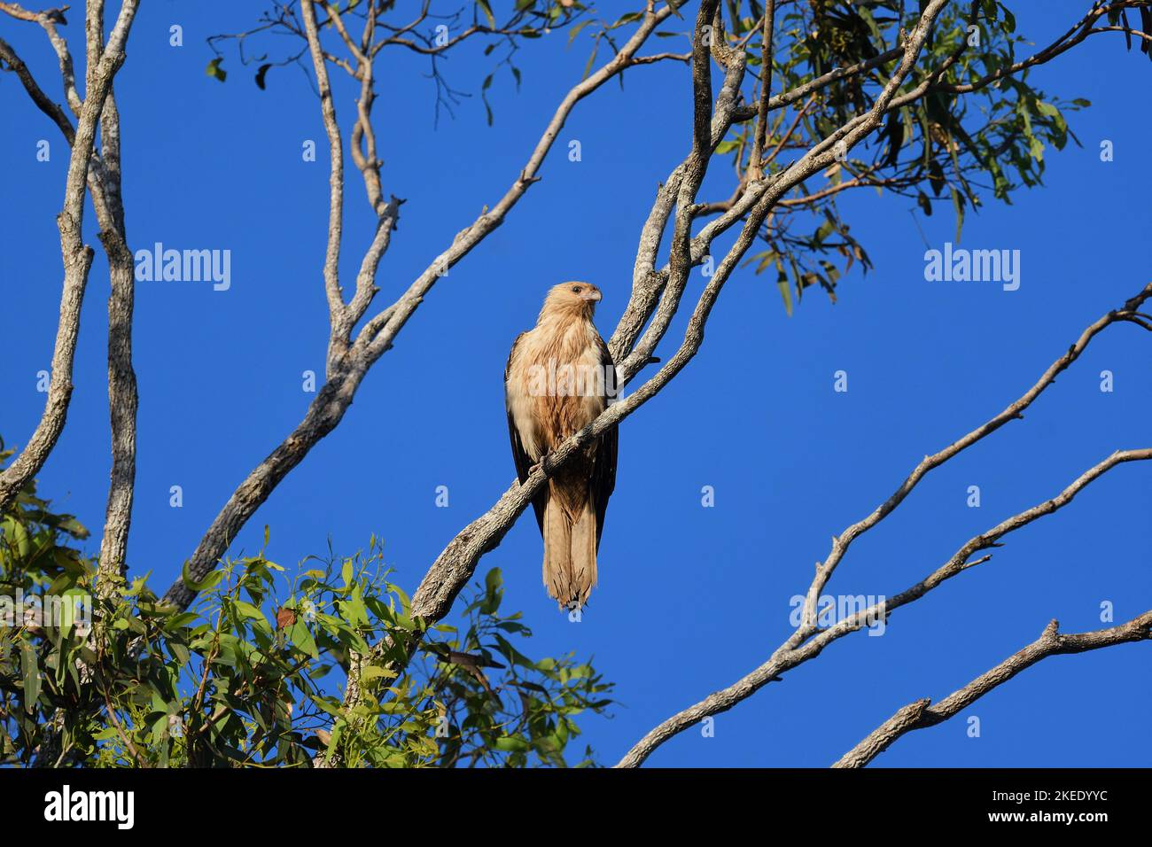 Un adulto australiano fischiante Kite -Haliastur sphenurus- uccello appollaiato in alto su su un ramo dell'albero nella luce del mattino in cerca di preda potenziale Foto Stock