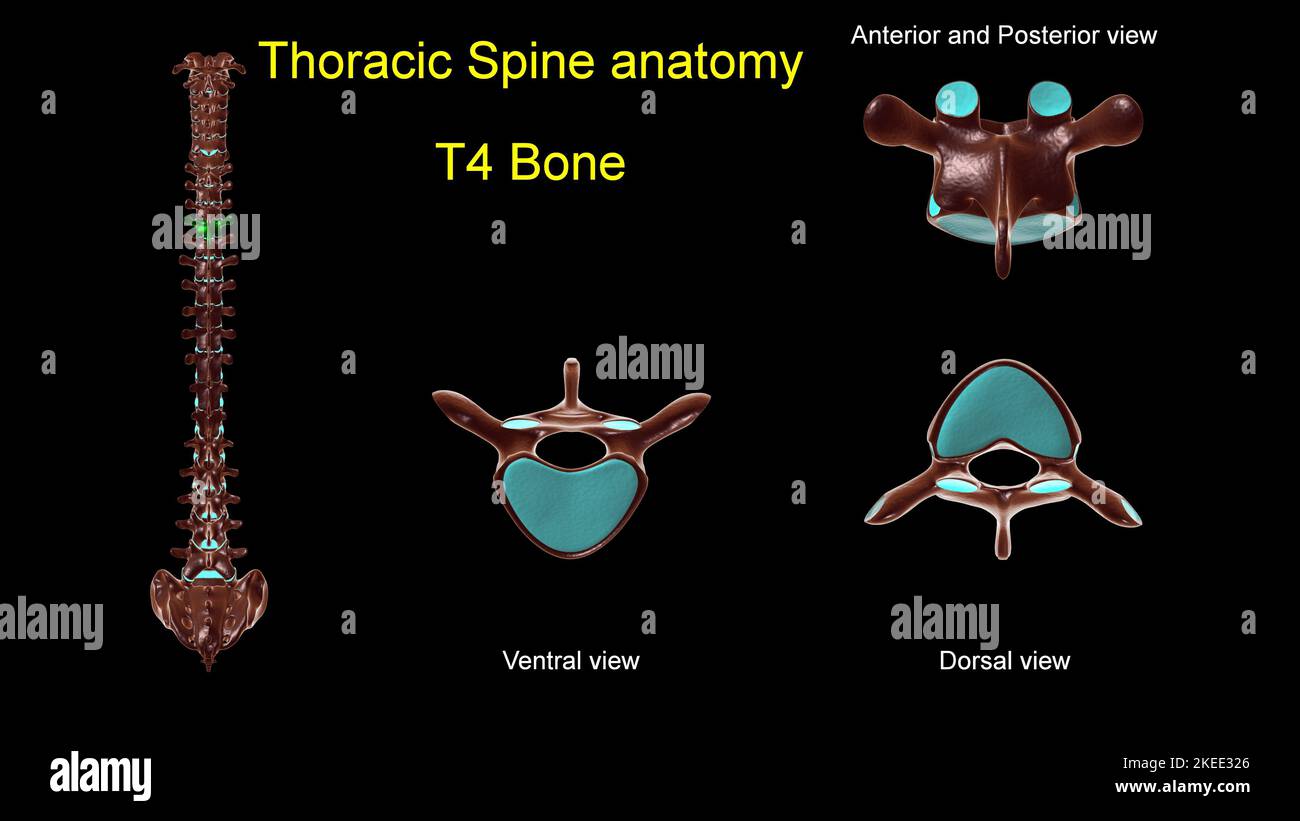 Colonna toracica T 4 anatomia ossea per concetto medico 3D Illustrazione con vista anteriore e posteriore Foto Stock