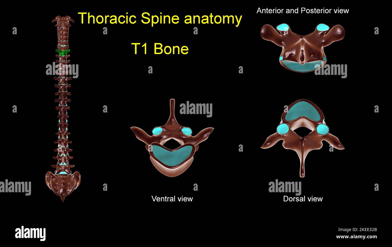 Colonna toracica T 1 anatomia ossea per concetto medico 3D Illustrazione con vista anteriore e posteriore Foto Stock