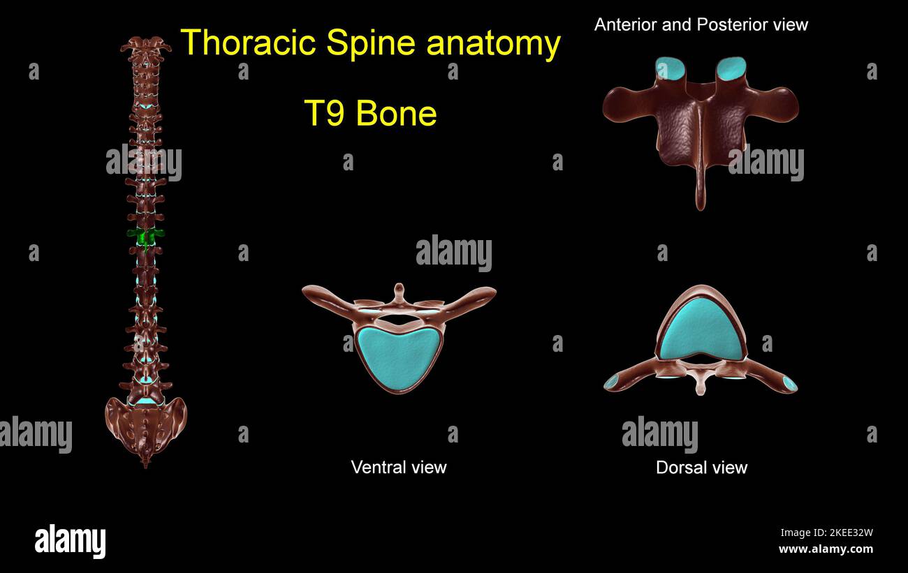 Colonna toracica T 9 anatomia ossea per concetto medico 3D Illustrazione con vista anteriore e posteriore Foto Stock