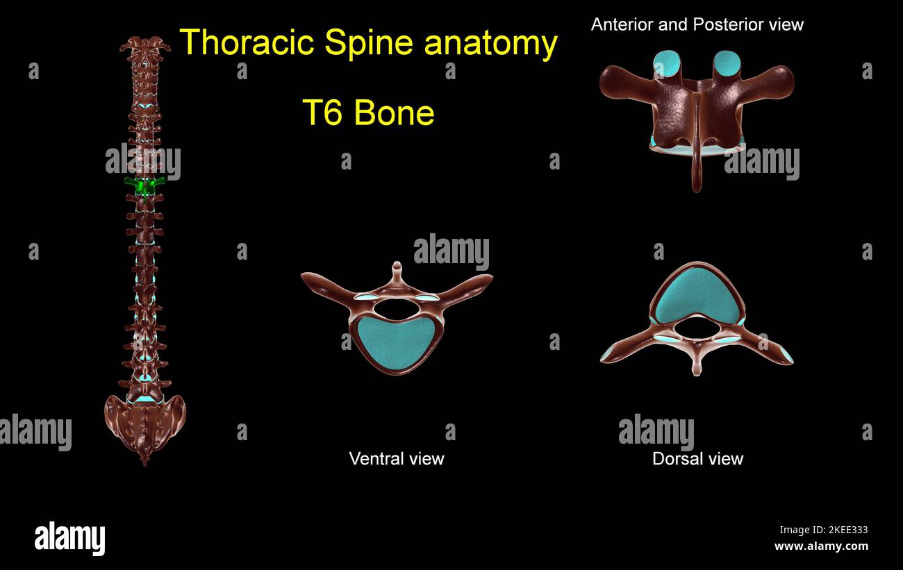 Colonna toracica T 6 anatomia ossea per concetto medico 3D Illustrazione con vista anteriore e posteriore Foto Stock