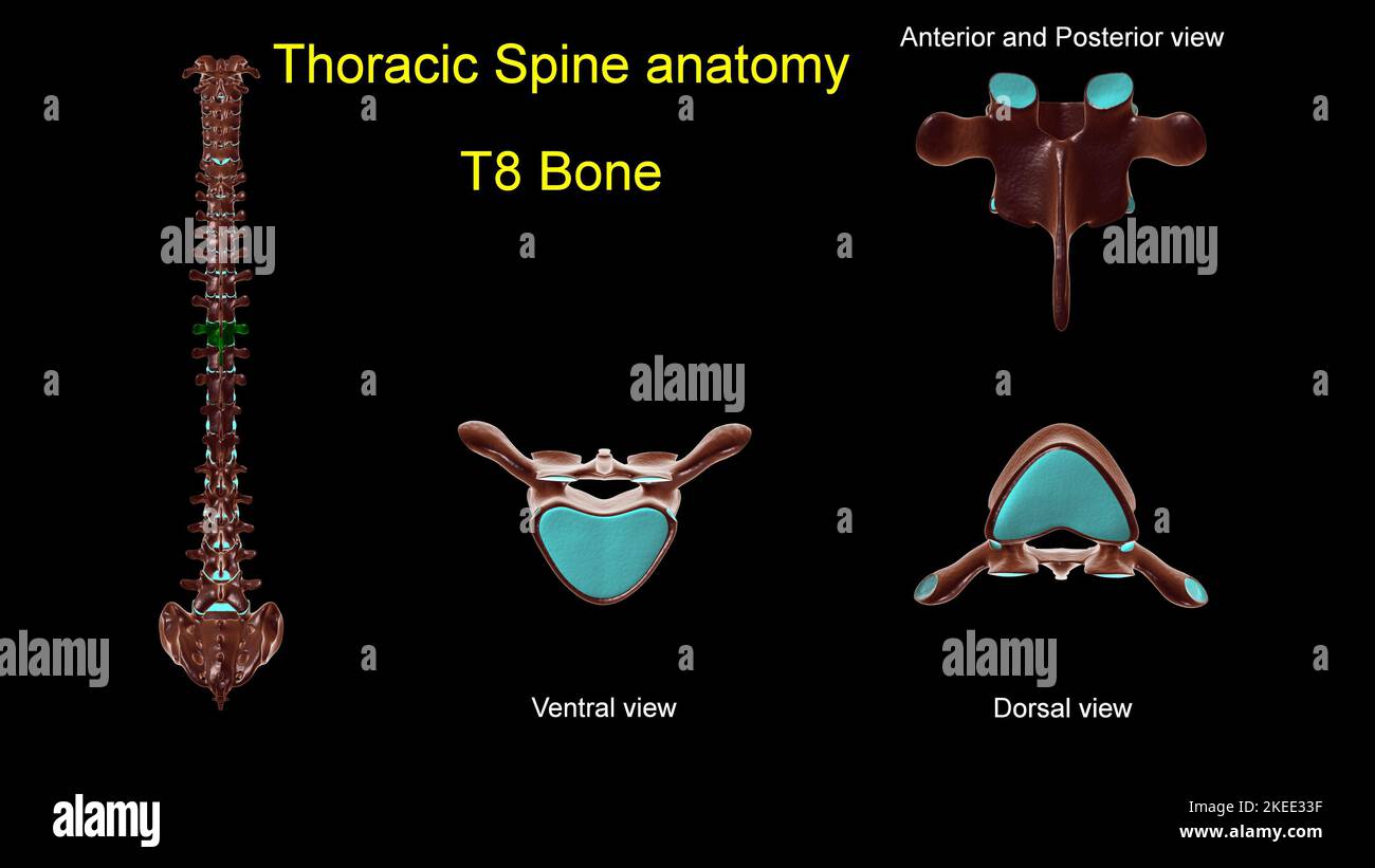 Colonna toracica T 8 anatomia ossea per concetto medico 3D Illustrazione con vista anteriore e posteriore Foto Stock