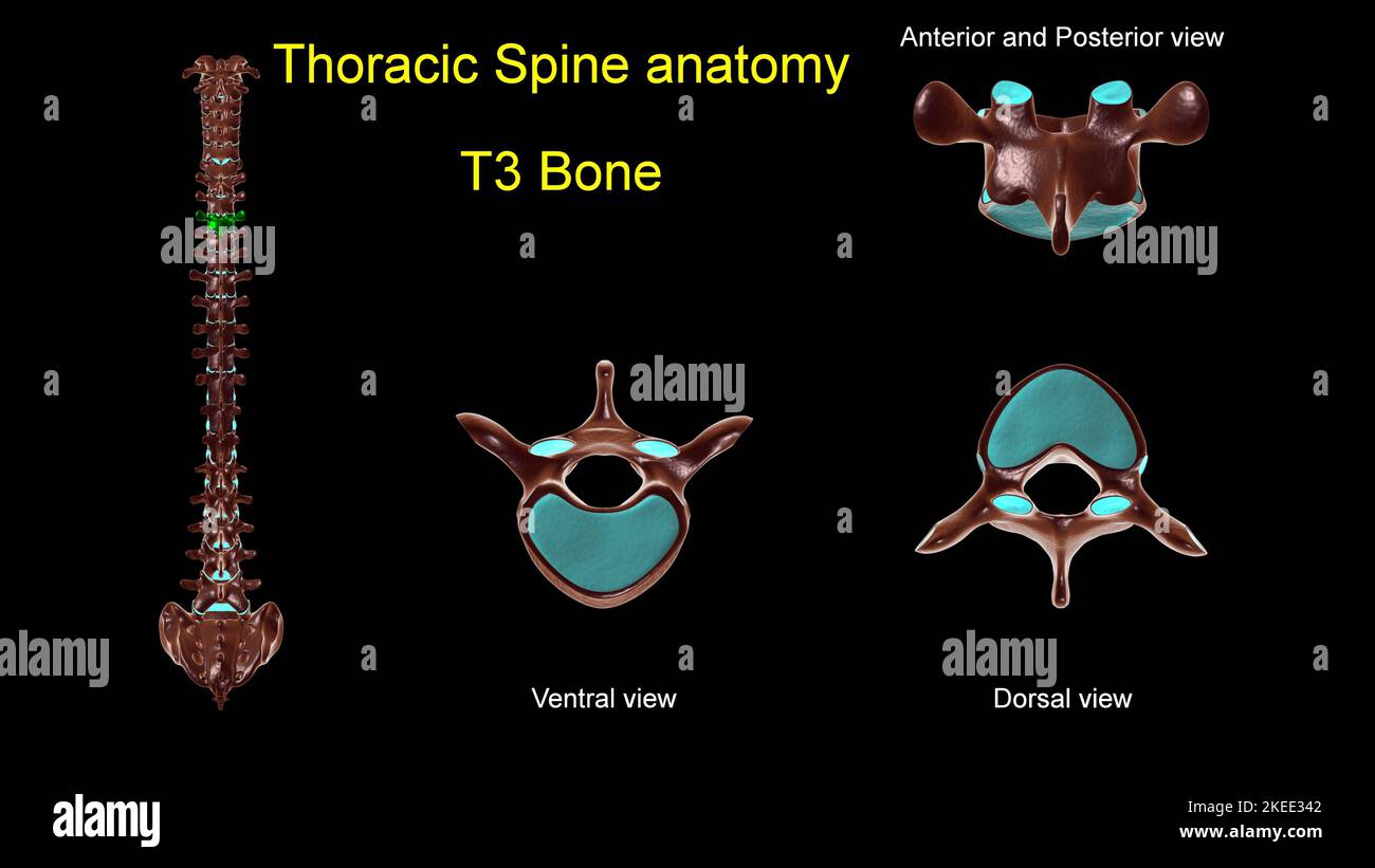 Colonna toracica T 3 anatomia ossea per concetto medico 3D Illustrazione con vista anteriore e posteriore Foto Stock