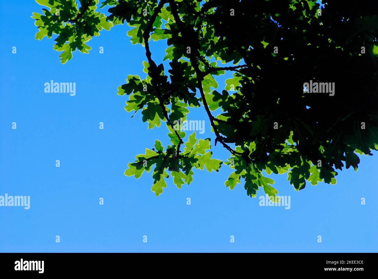 Foglie di quercia accese dall'alto contro un cielo blu Foto Stock
