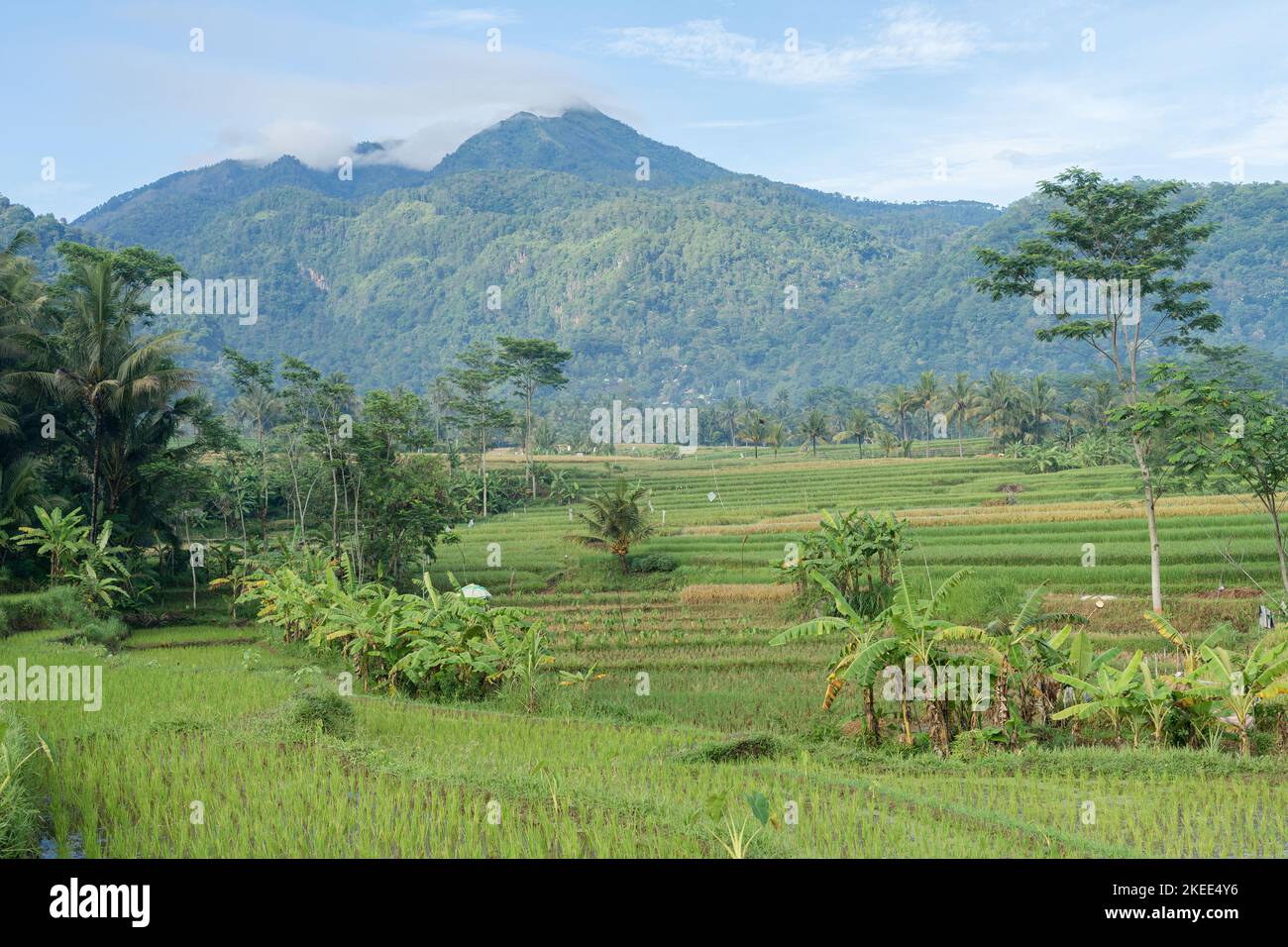 Scenario di risaie indonesiane e montagna Telomoyo in Semarang Regency, Giava Centrale. Foto Stock
