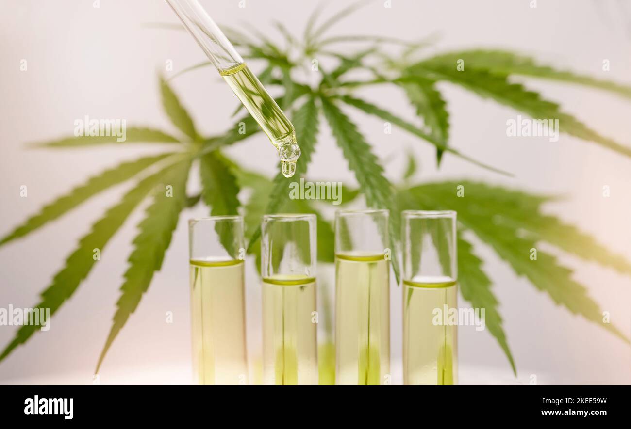 Cannabis, olio e contagocce in vetro per la marijuana liquida, la medicina a base di erbe, e la produzione legale di piante infestanti, canapa farmaceutica e formula. Olio CBD Foto Stock