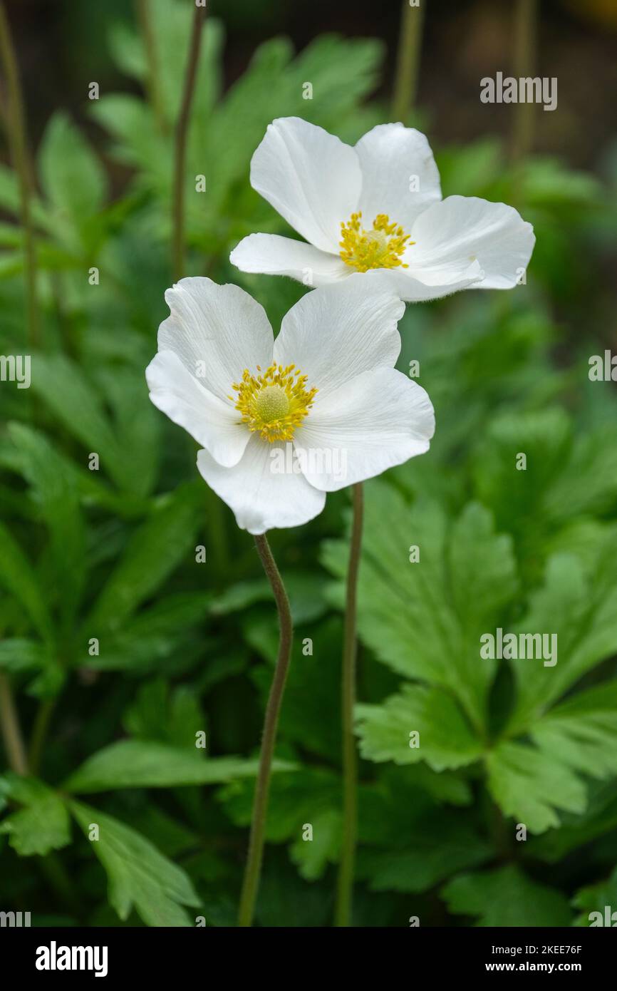 Anemonoides sylvestris, anemone nevoso, fiore di vento nevoso Foto Stock