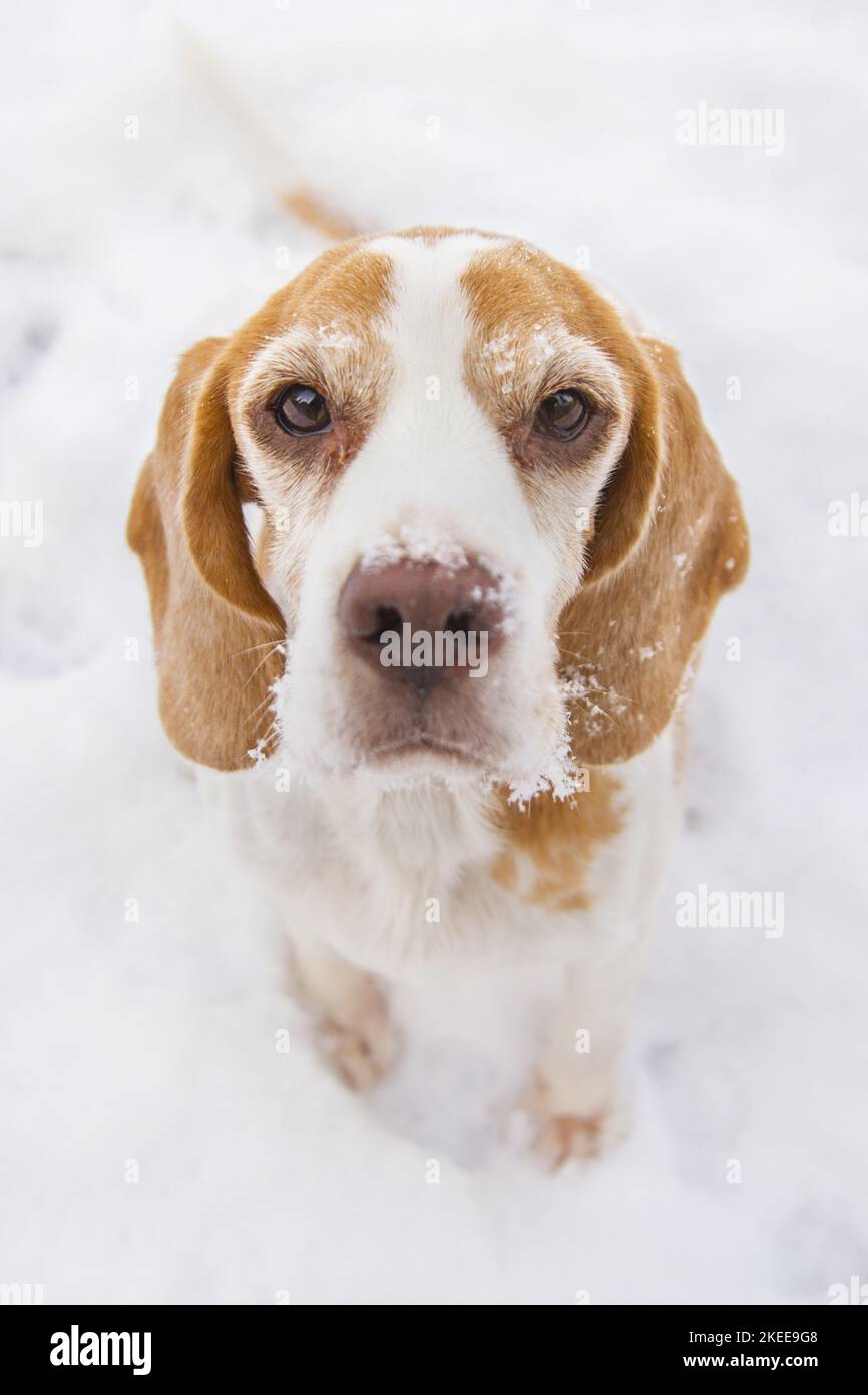 Beagle nella neve Foto Stock