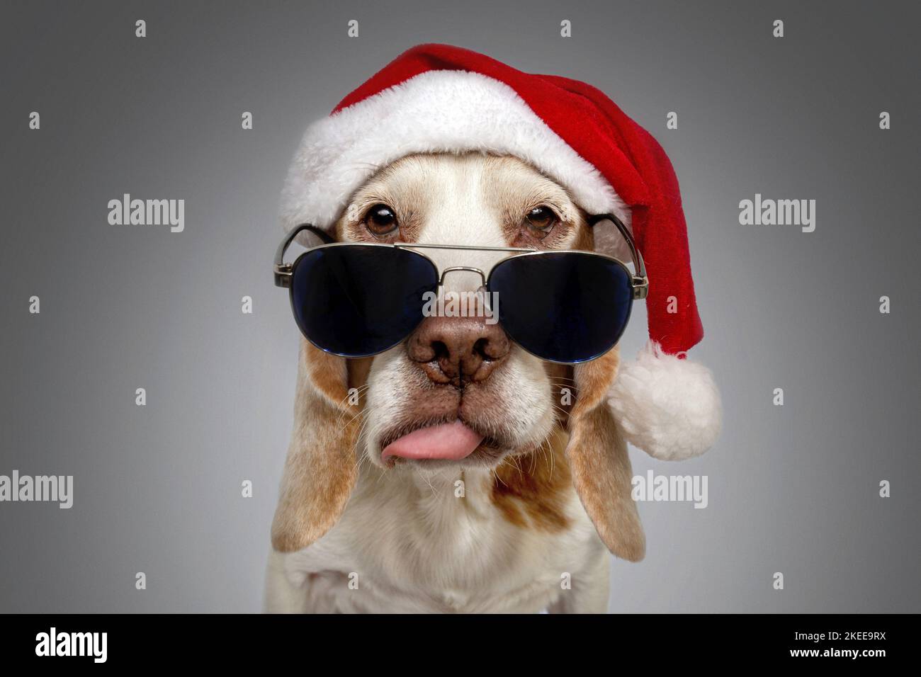 Beagle in costume Foto Stock