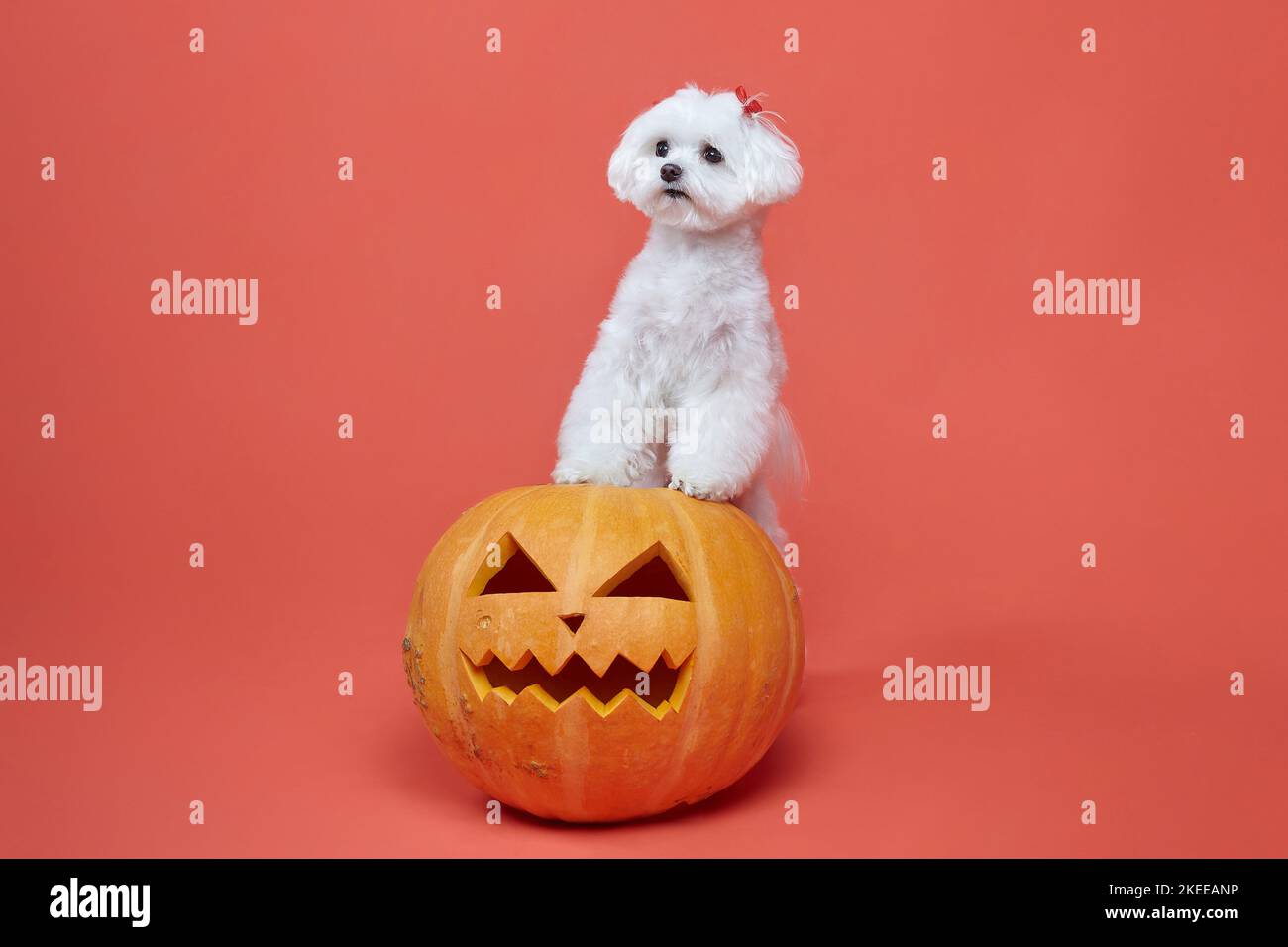 Piccolo e affascinante lappino maltese con le lampade di Jack. Il concetto di un festivo Halloween foto di ripresa in studio su uno sfondo rosa. Foto Stock